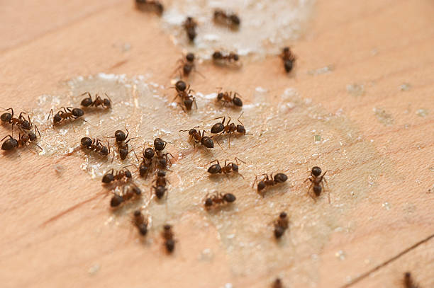 Somerville, TN Pest Control Company
