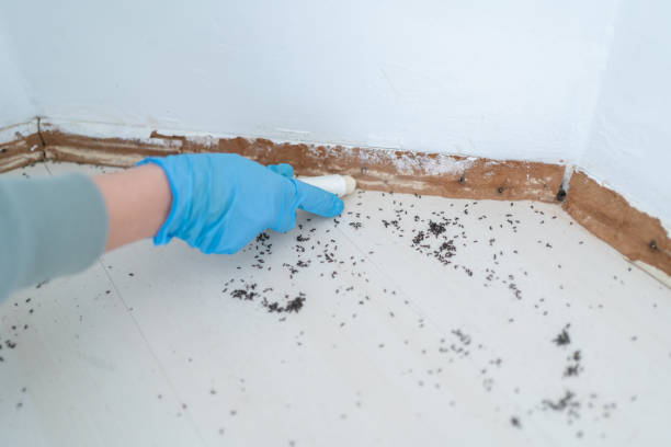 Best Termite Control Services  in Somerville, TN